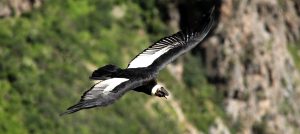 Observation of the Andean Condor in Cusco