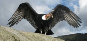 Observation of the Andean Condor in Cusco