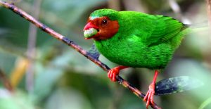 Amazonas / Parque Nacional del Manu / Tour Nutrias gigantes