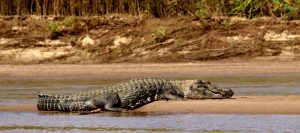 Amazonas / Parque Nacional del Manu / Tour Nutrias gigantes 