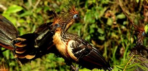 Amazonas / Parque Nacional del Manu / Tour Nutrias gigantes