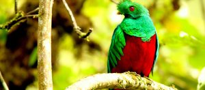Amazonas / Parque Nacional del Manu / Tour Nutrias gigantes