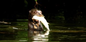 Amazonas / Parque Nacional del Manu / Tour Nutrias gigantes